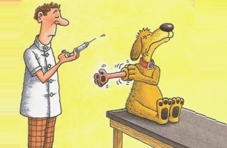 Akcja szczepienia psów przeciwko wściekliźnie